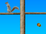 Toss-karanga-na-squirrels